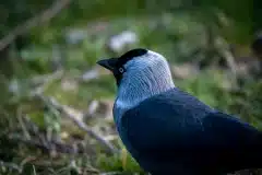 Fotograferet ved Krogebjergsø, Rødovre