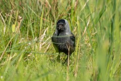 PH82017 Foto taget i Utterslev mose