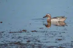 Foto ved Vallensbæk og Ishøj strandenge  DSC7173