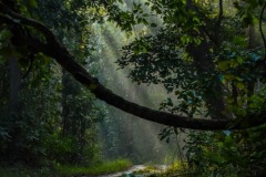 DSC_5862 Foto i Bardia nationalpark, Nepal