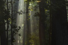 DSC_5870 Foto i Bardia Nationalpark, Nepal