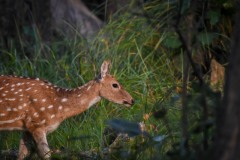 NEP_0004 Foto i Bardia Nationalpark, Nepal