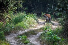 NEP_1009 Foto i Bardia nationalpark, Nepal