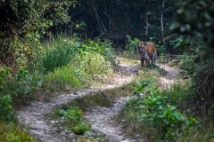 NEP_1018 Foto i Bardia nationalpark, Nepal