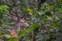 NEP_9978 Foto i Bardia Nationalpark, Nepal