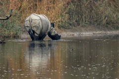 fdj-111 Foto i Bardia Nationalpark, Nepal