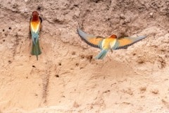 DSC_1859 Foto: Skåne