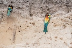 DSC_1931 Foto: Skåne