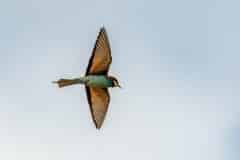 DSC_1991 Foto: Skåne