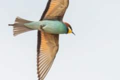 DSC_1992 Foto: Skåne