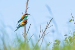 DSC_2022 Foto: Skåne