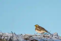 Foto ved Stængehus strand