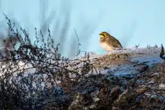 Foto ved Stængehus strand