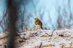 Foto ved Stængehus strand