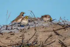 Foto ved Stængehus strand