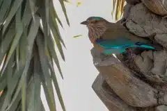 Fotograferet i Dubai