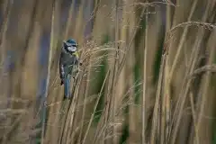 Fotograferet ved Skenkelsø sø