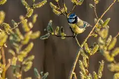 Fotograferet ved Arresø
