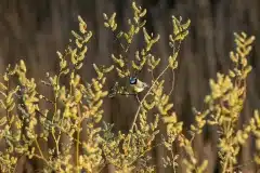 Fotograferet ved Arresø