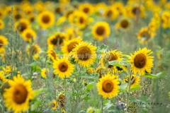 Blomster