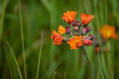 DSC_1632 Pomeranshøgeurt