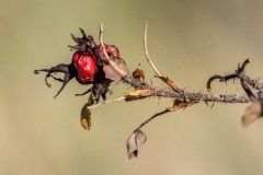 DSC_2760 Hybenrose