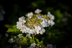 DSC_2773 Hyldeblost i blomst