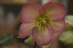 DSC_5927 Julerose