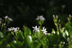 DSC_5942 Paradistræ (Crassula ovata)