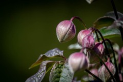 DSC_7319 Klematis