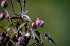 DSC_7324 Klematis