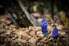 NEP_4921 Perlehyacint