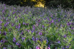 NEP_6720 Blomstermark