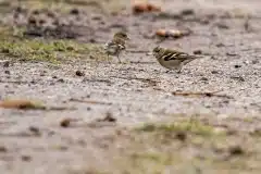 Fotograferet i Melby overdrev