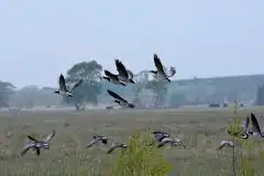 Fotograferet ved Kalvebod fælled