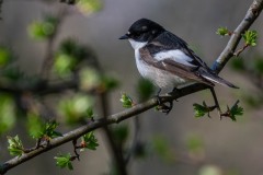 DSC7917 Fotograferet ved Allerød sø