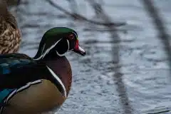 Fotograferet i Fælledsøen (Fælledparken)
