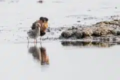 Foto ved Vallensbæk og Ishøj strandenge