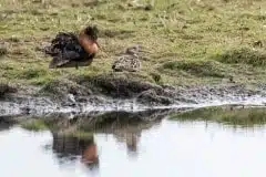 Foto ved Vallensbæk og Ishøj strandenge