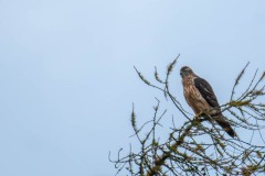 PHL9734 Foto ved Allerød sø