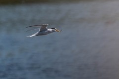 DSC5966 Fotograferet på Kalvebod fælled