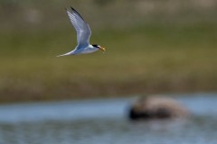 DSC5969 Fotograferet på Kalvebod fælled