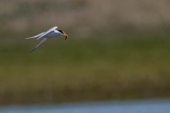 DSC5970 Fotograferet på Kalvebod fælled