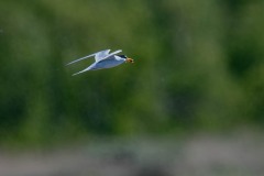 DSC5972 Fotograferet på Kalvebod fælled