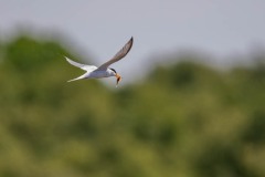 DSC5974 Fotograferet på Kalvebod fælled