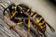 Insekter og Kryb
