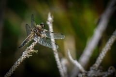 DSC_3553 Guldsmed