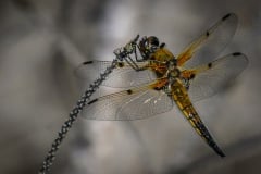 DSC_3580 Guldsmed