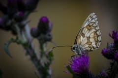 DSC_5340 Galathea Sommerfugl / Melanargia galathea