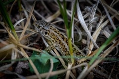 DSC_5504 Firben